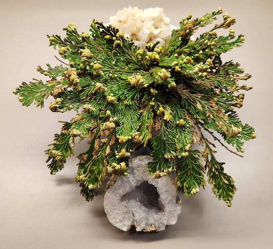 Rose of Jericho (Resurrection Plant)